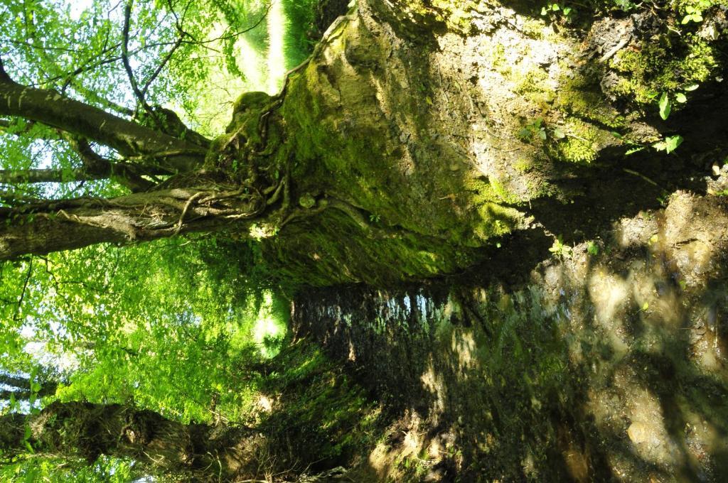 Chambre D'Hotes Au Vieux Moulin Clohars-Carnoët Oda fotoğraf